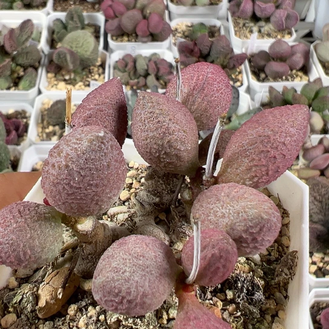 w纯木质桩腹部多肉植物