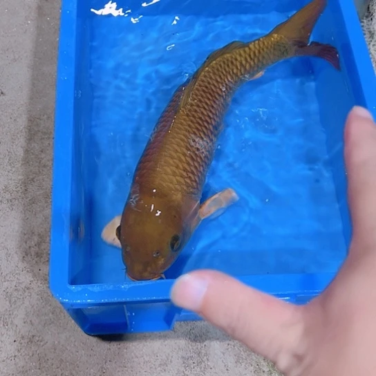 海水赤木芒果红茶