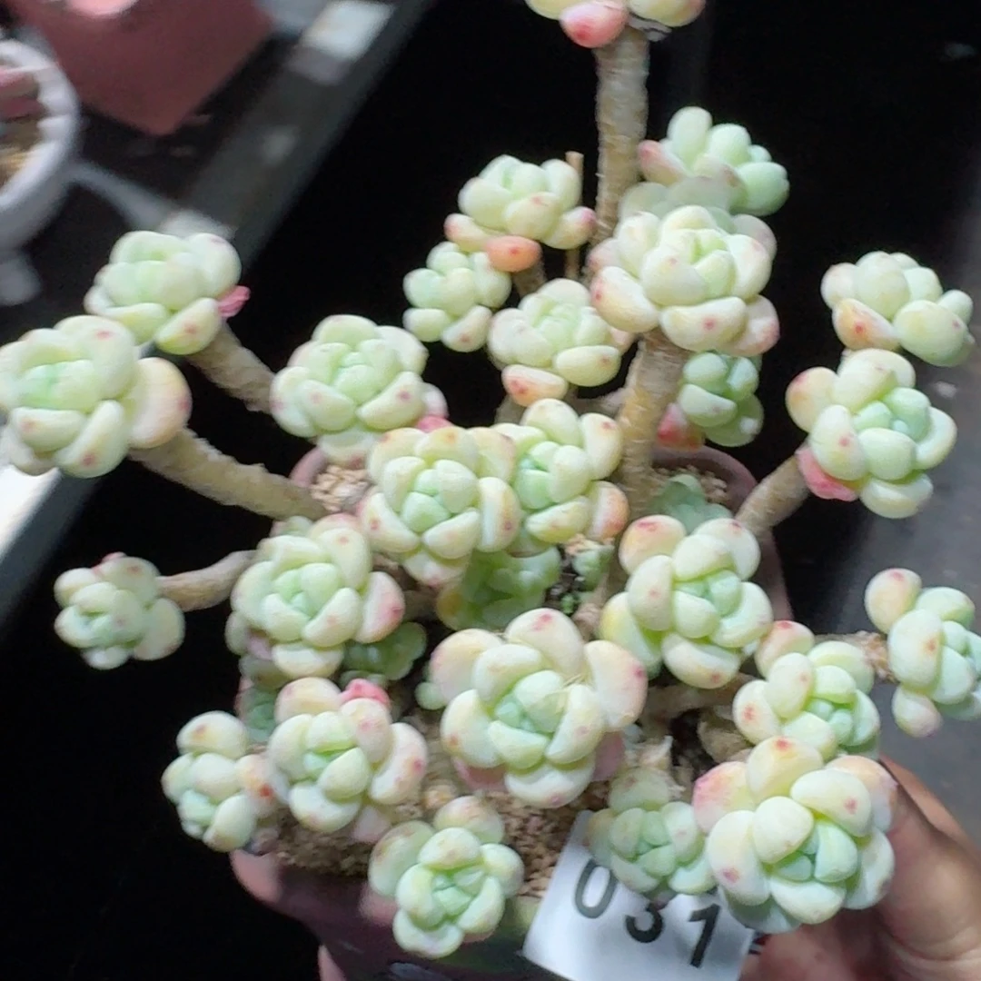 老桩罗琦          摇身一变高富帅，一夜暴富动作快