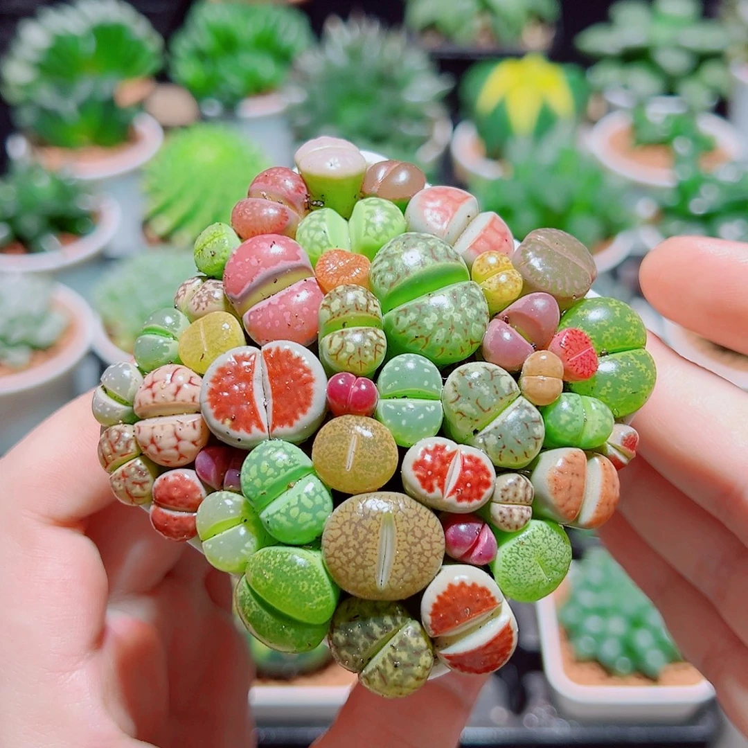 生石花带白盆种好