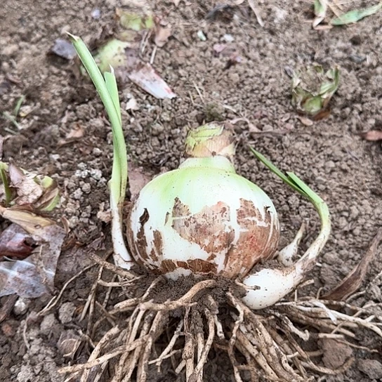 魅力四射4籽播苗 开花可能变异 介意勿拍 开花不包售后。