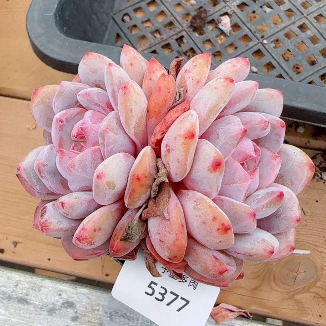 星影，5377多肉植物