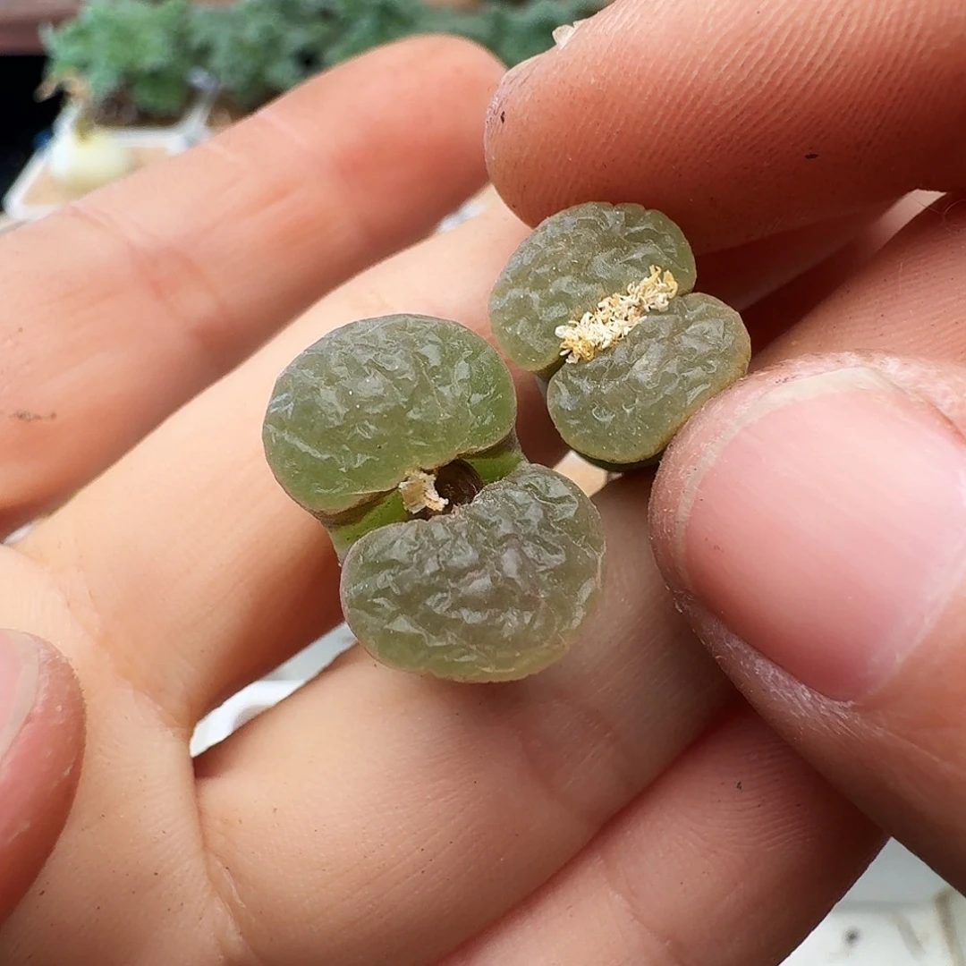 20包邮默认脱土发货199