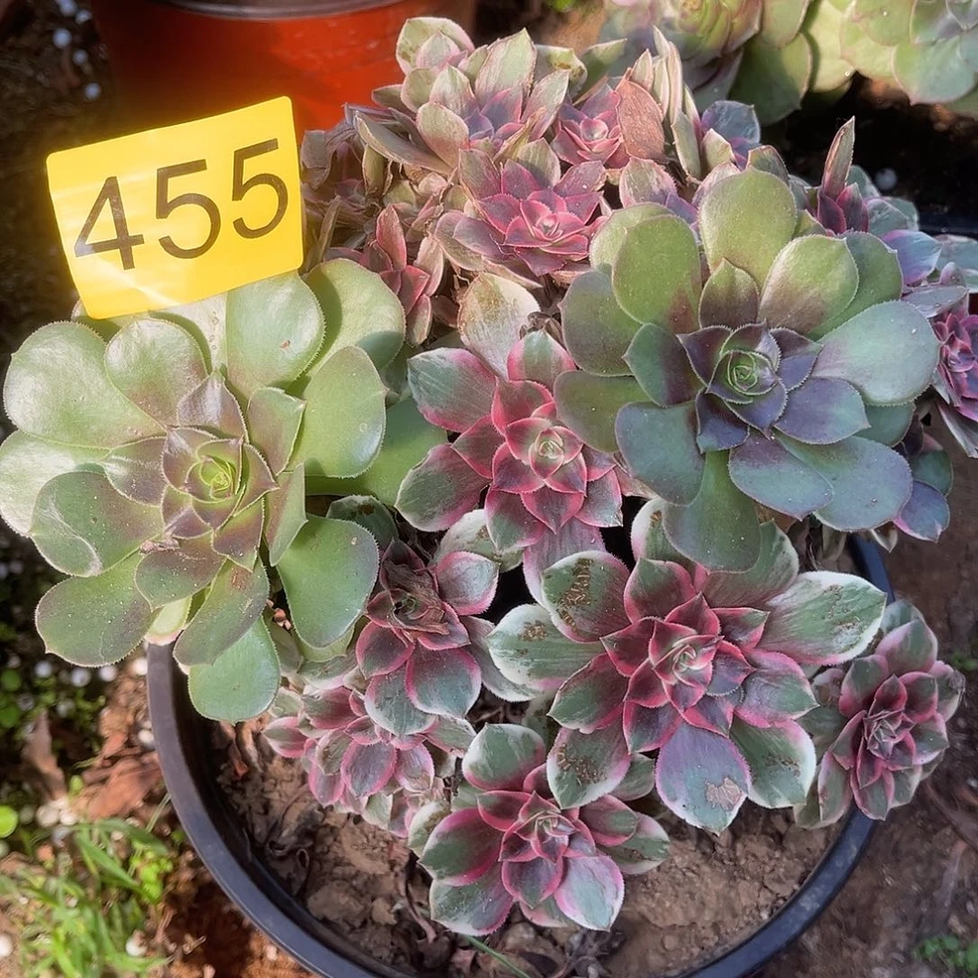 455阴阳浣纱多肉植物多肉植物