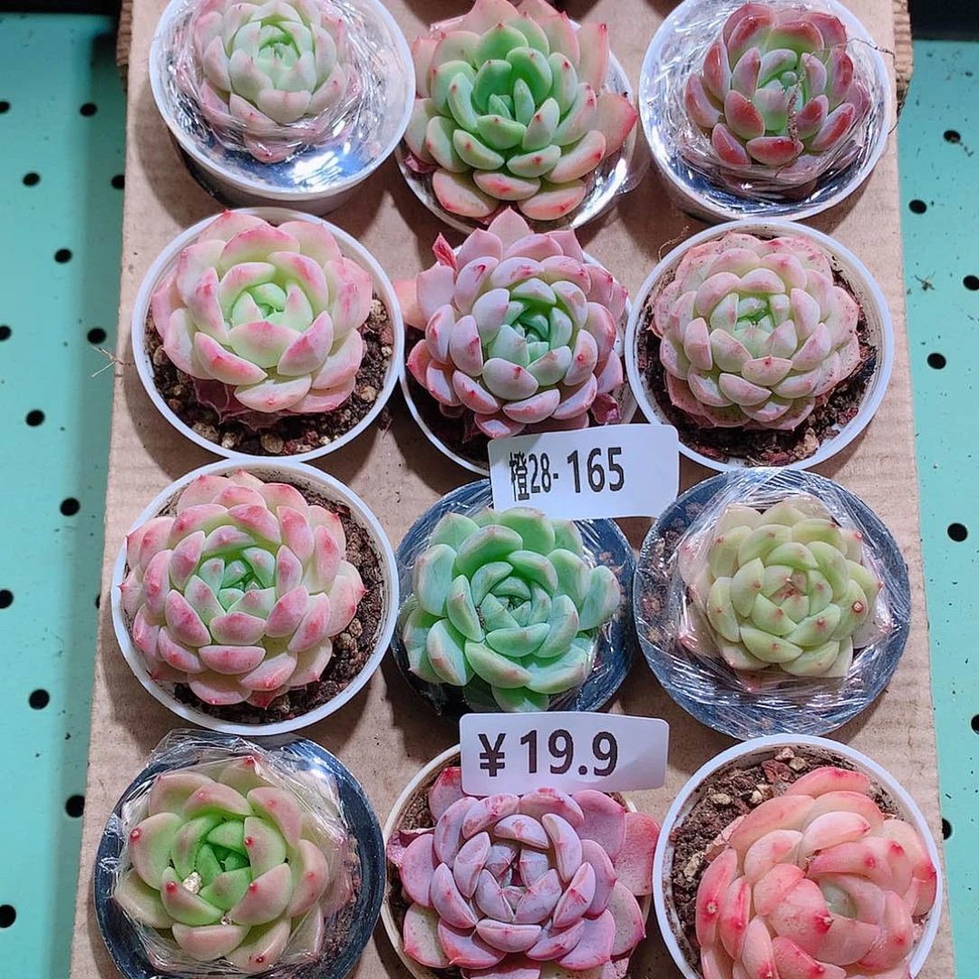 28-165一物一拍带盆18颗