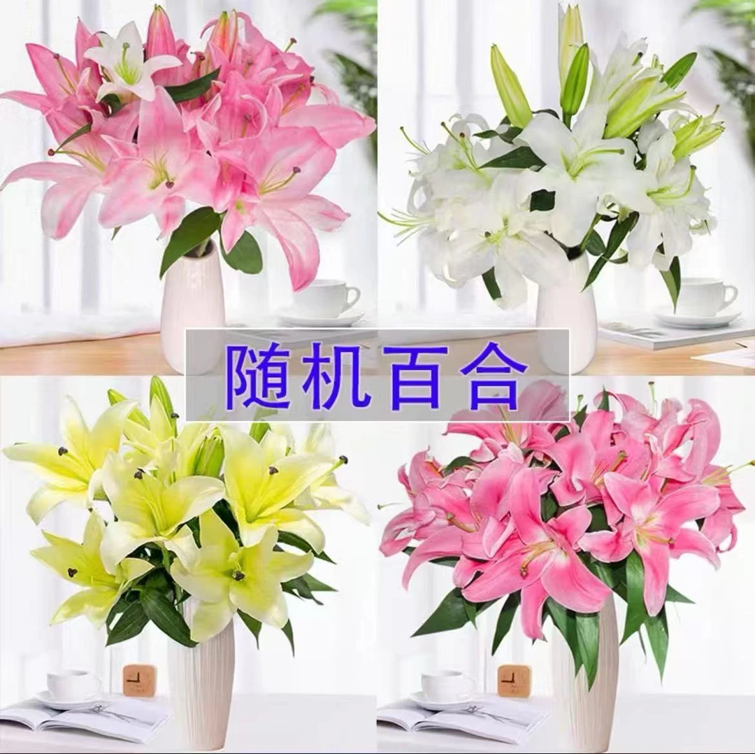 《阿冰专属-混色百合》云南鲜花基地直发香水百合水养鲜花家用百合