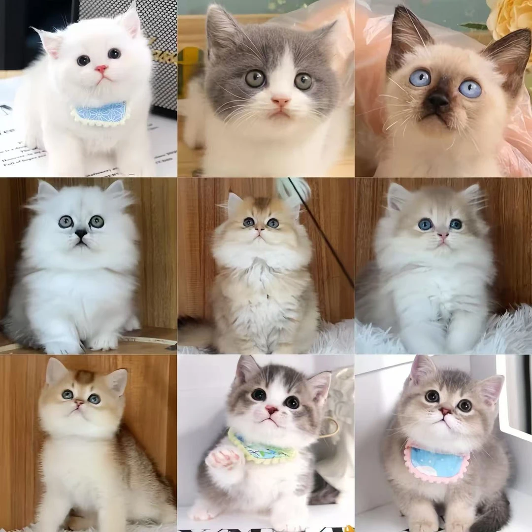 【宠宿】金渐层 英短 布偶 缅因 矮脚 宠物猫宠物活体幼体保障链接