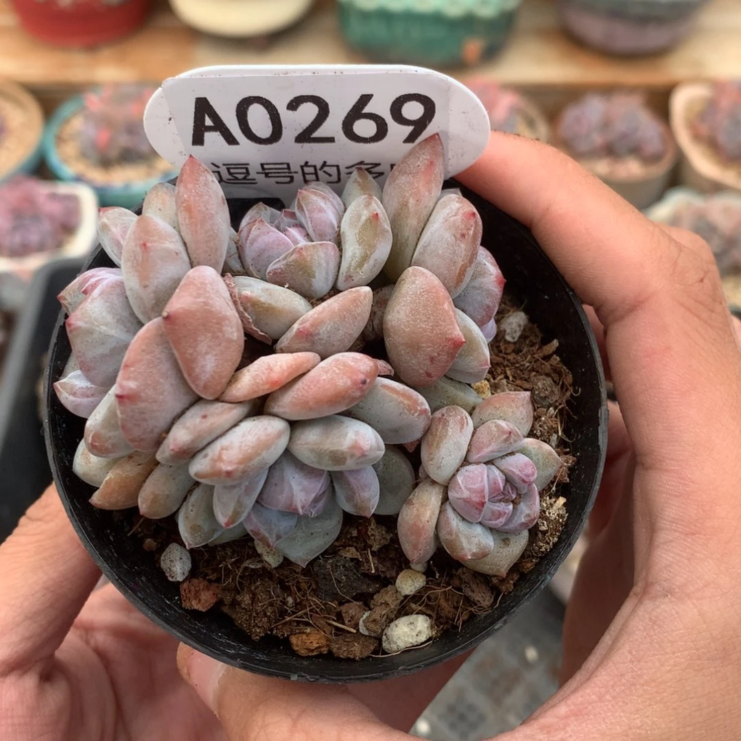 A0269 突尼斯 有砍 7.5cm