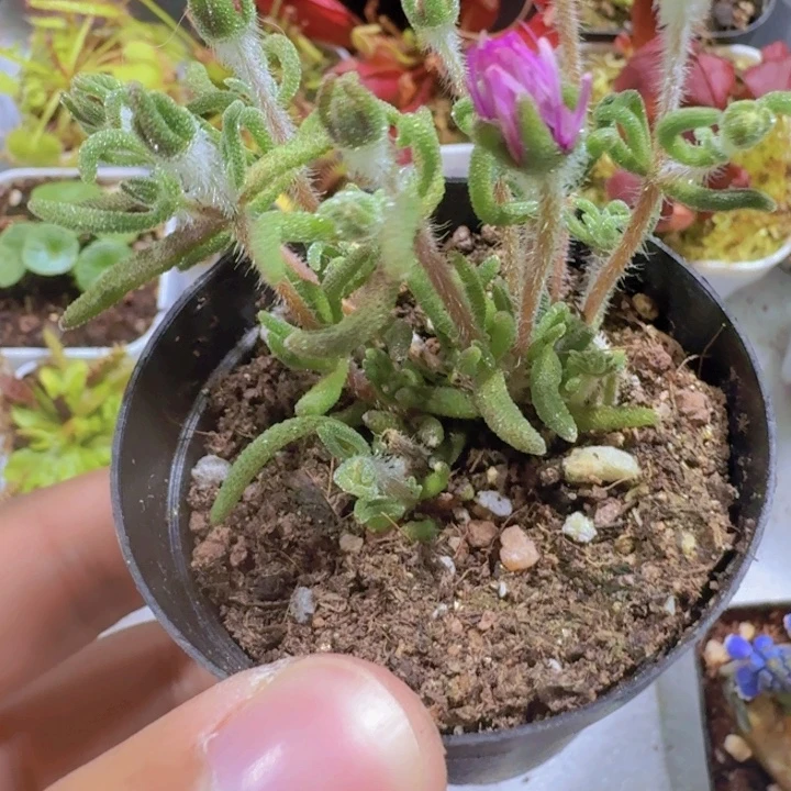 狐尾枝干五厘米盆一颗