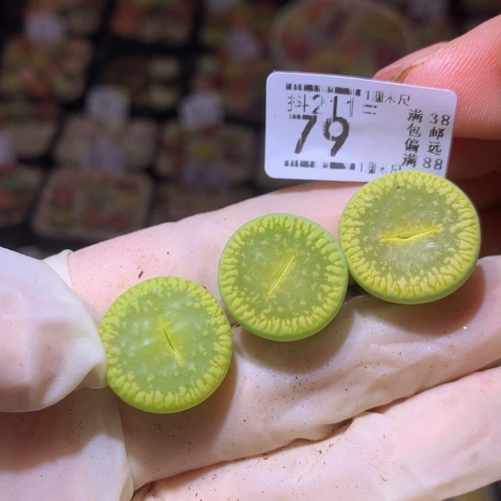 生石花多肉211.79