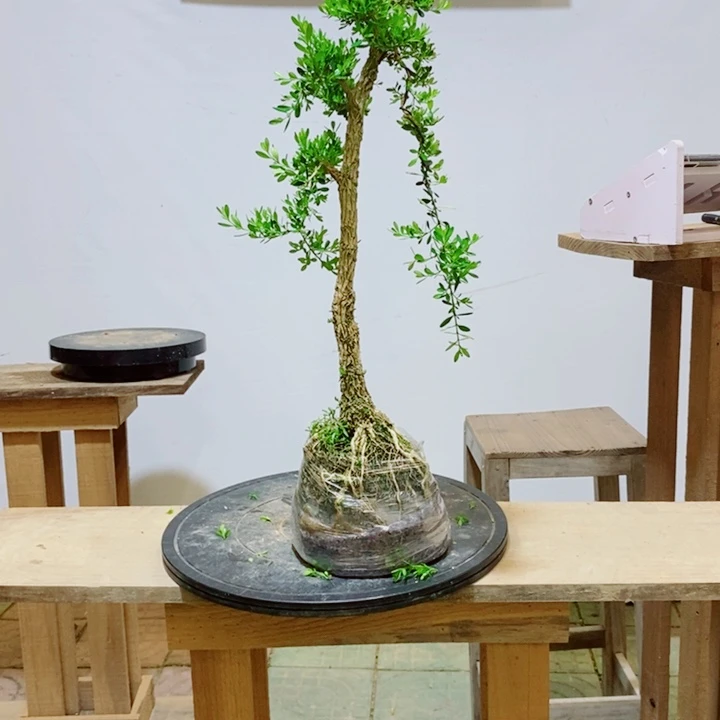 无花朵s***s广东皱皮雀舌黄杨