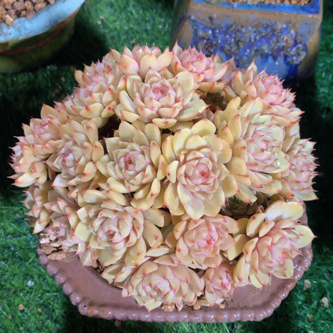 苯芭18 公分一物一拍