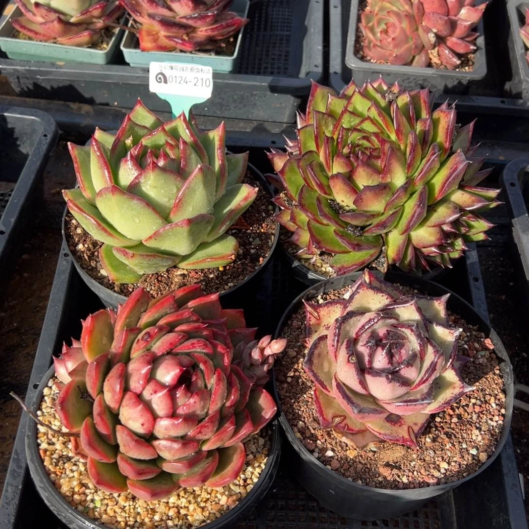 从前慢多肉精选编号0124.210