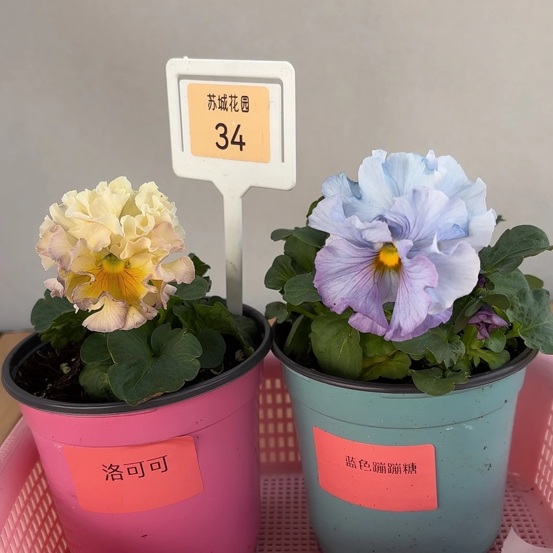 大部分开放少量花苞34