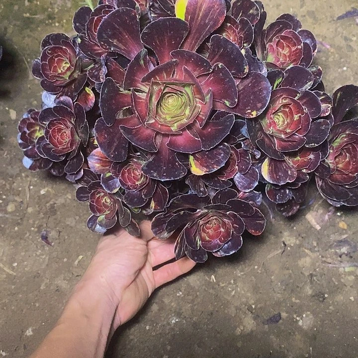 *****多肉植物保护研究所