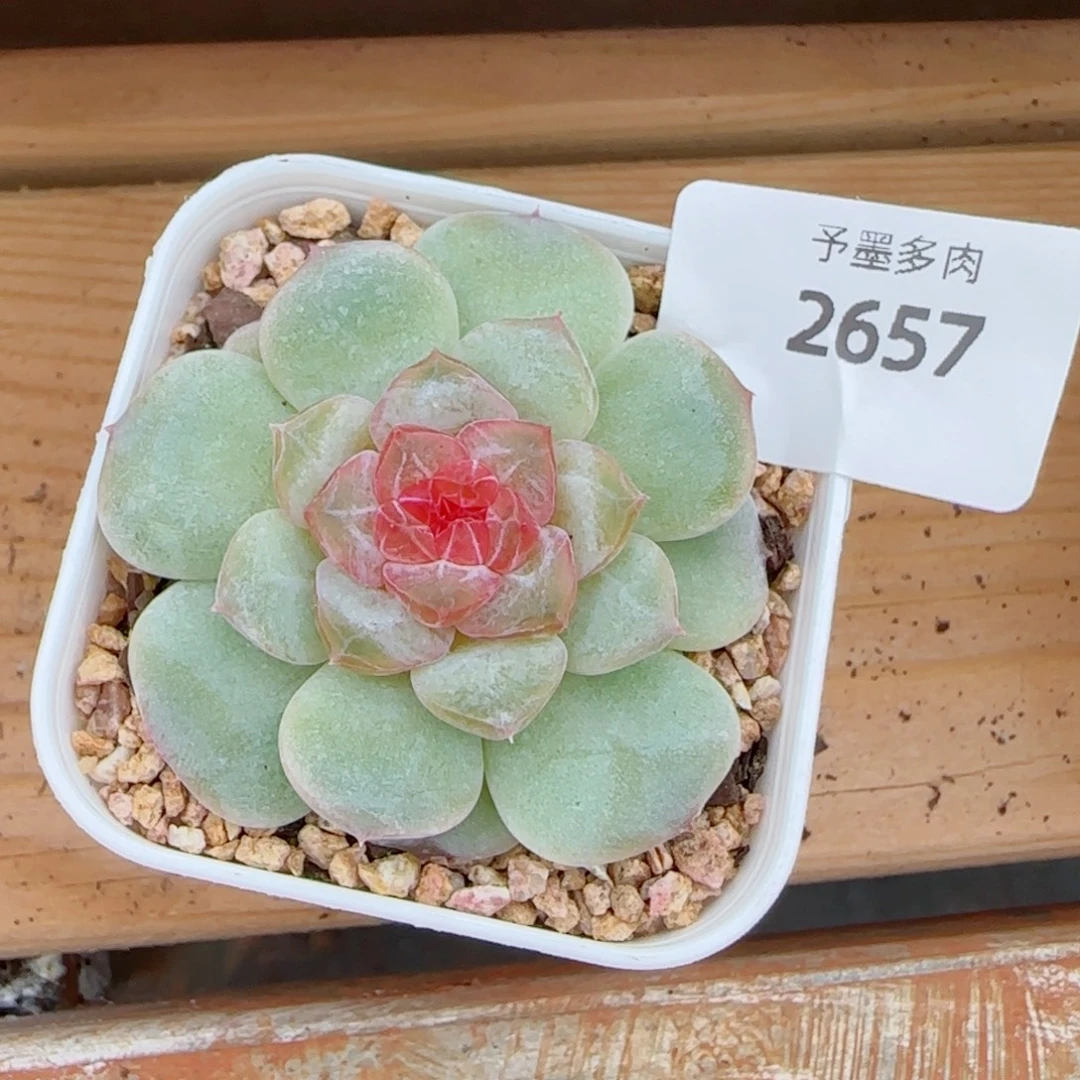 棉花糖，2657多肉植物