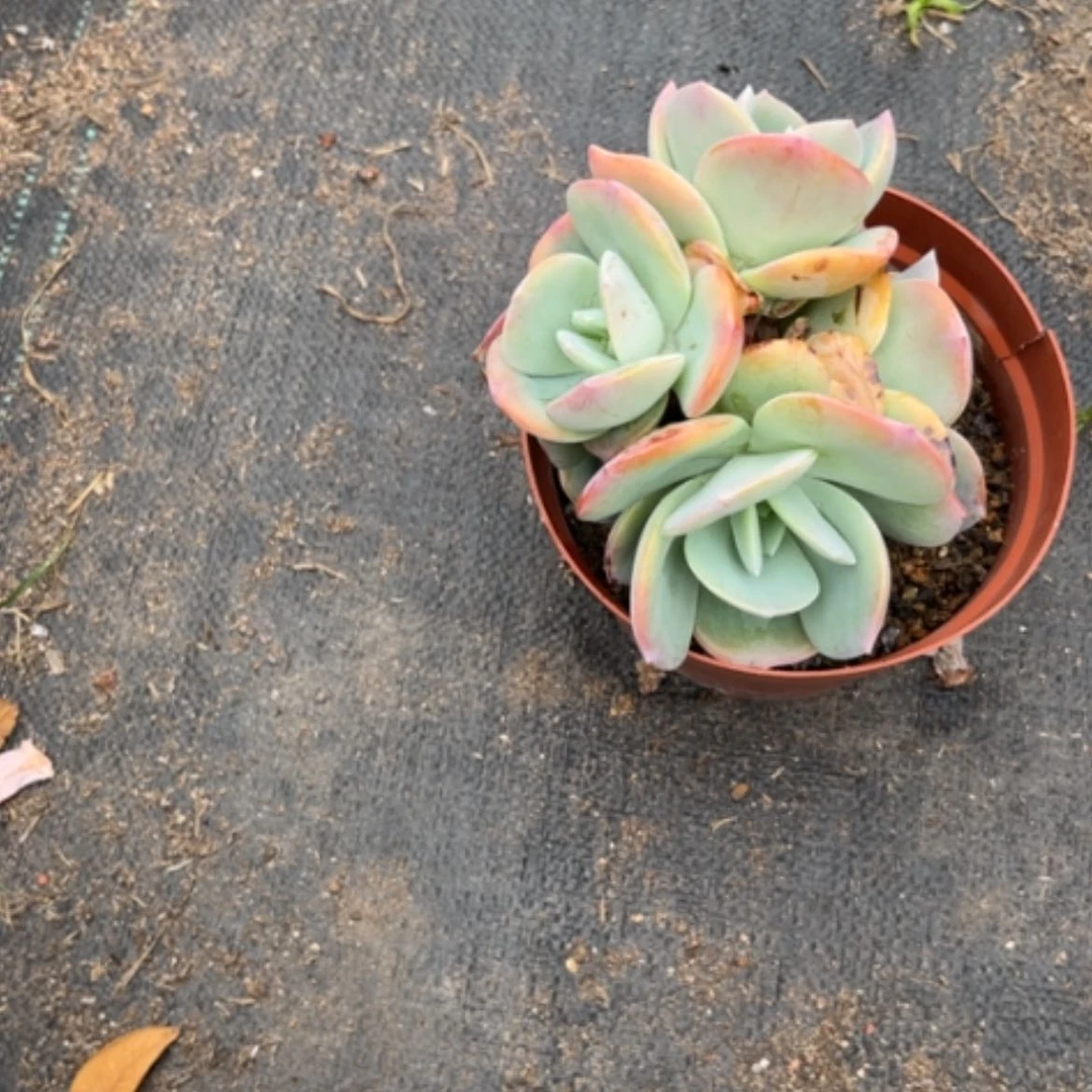 【闪购商品】思*凤