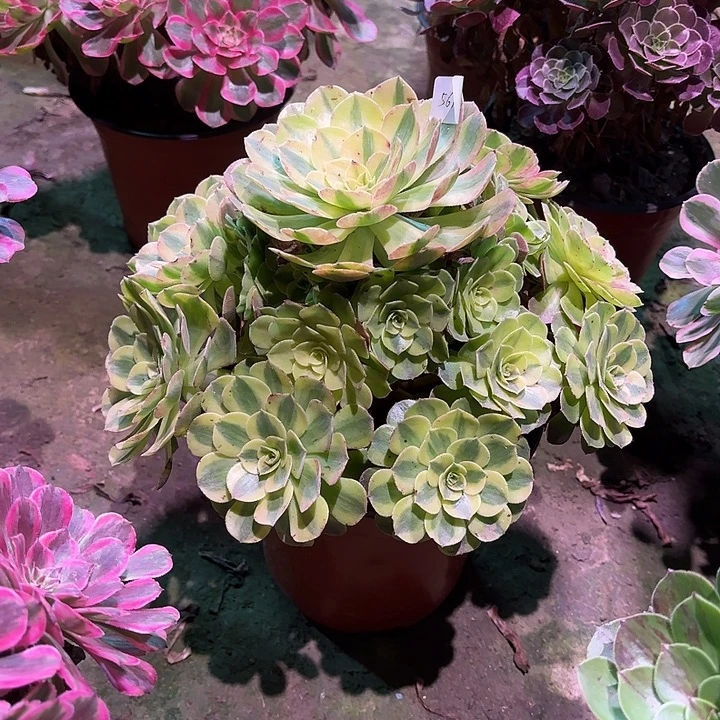 多肉植物雨和00561