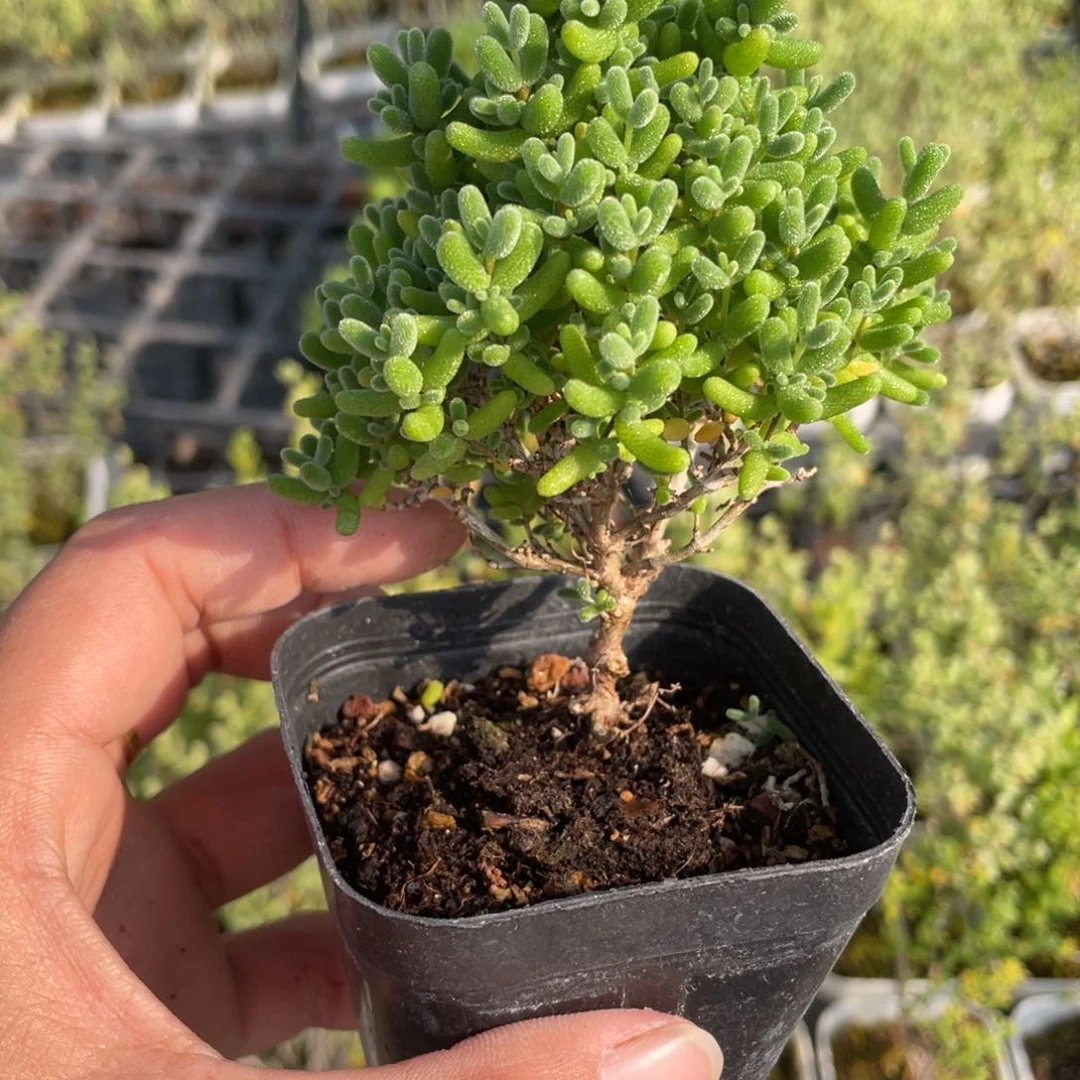 蜜桔。