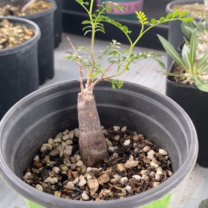 扦插象足漆树，一物一拍