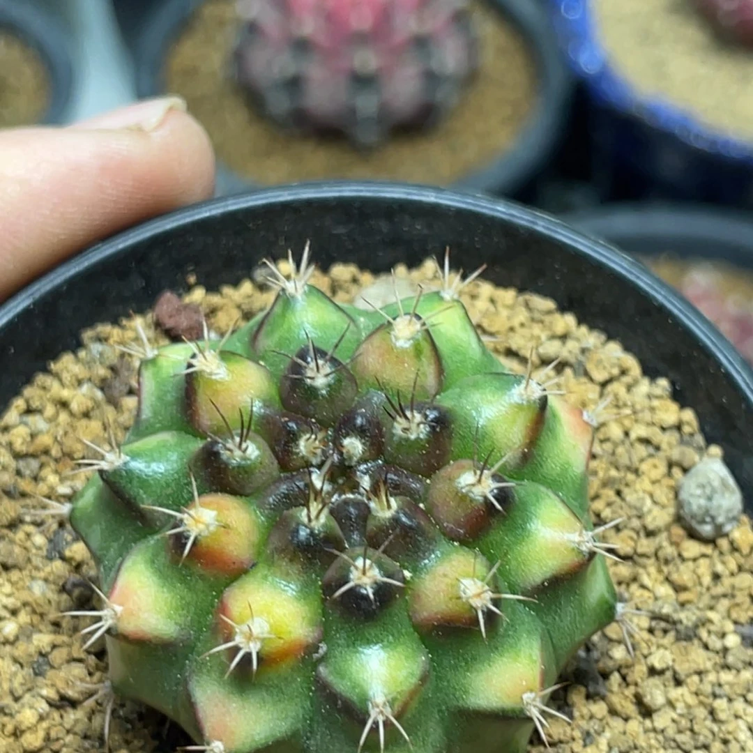 当前无花朵，栽培后可花朵拿玻璃艺术