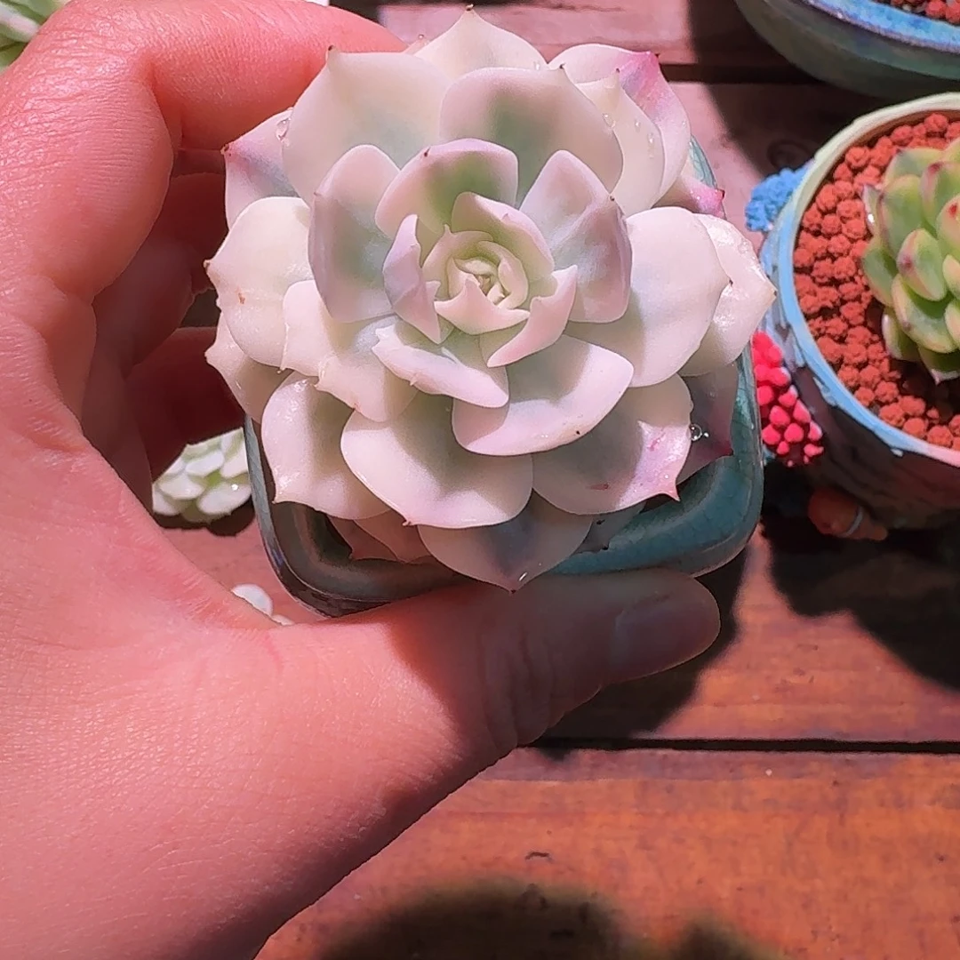 雪域蓝巴黎锦多肉多肉多肉