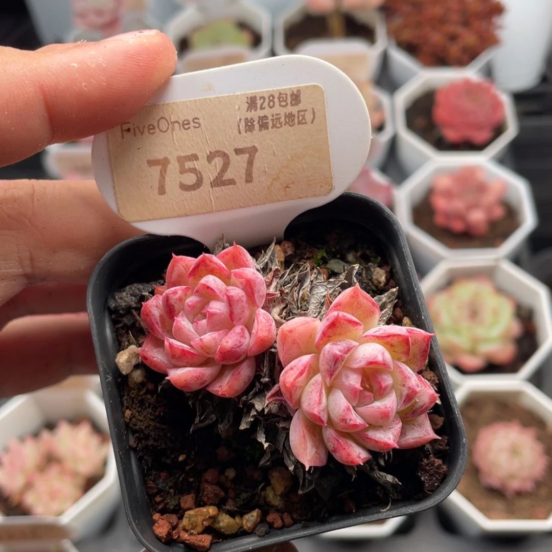 胭脂扣7527-5.5厘米