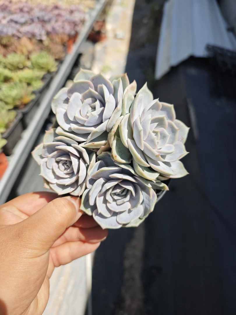 蓝色惊喜群生多肉12口径