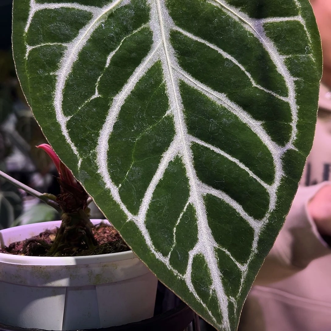 完全开放银刷子花烛