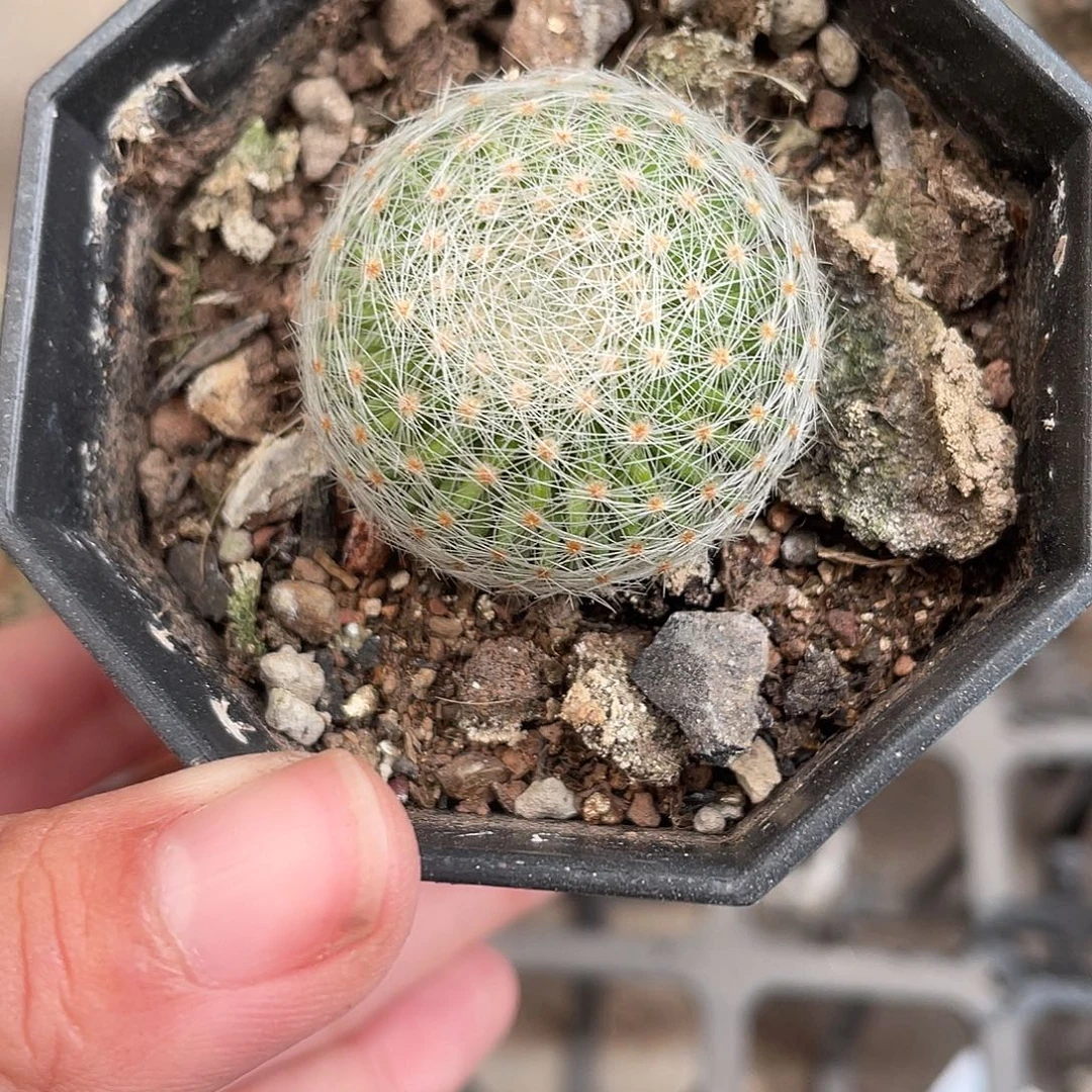 676白娟丸仙人球植物
