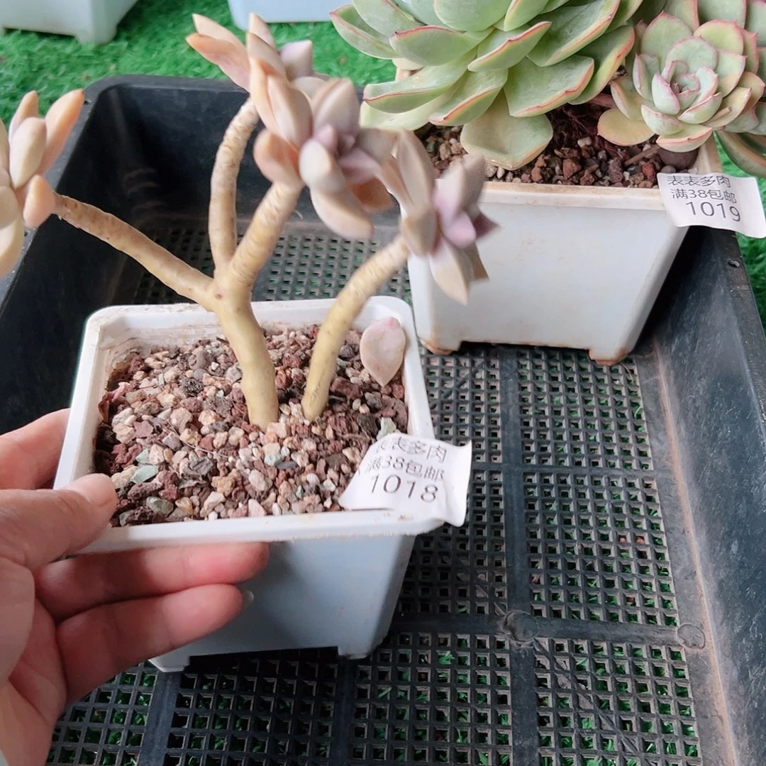多肉一物一拍植物1018