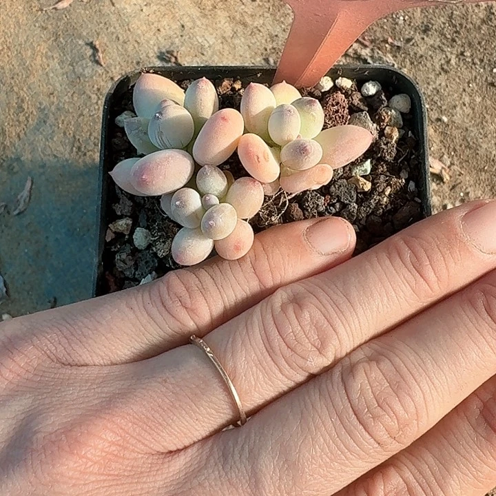 樱*z b d n f j f b d h di 456