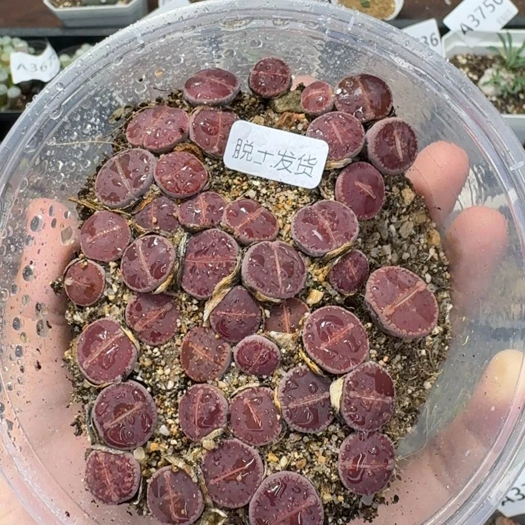 3757 生石花和肉锥