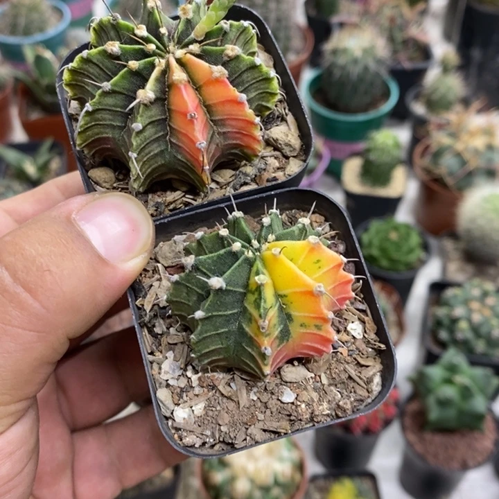 肋骨锦两颗特价福利