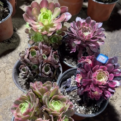 140多肉植物组合