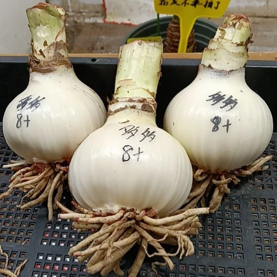 无花朵多多8+发一个