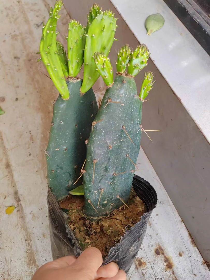 仙人掌植物盆栽药用美容嫁接蟹爪兰外敷多肉盆景绿植耐寒耐旱