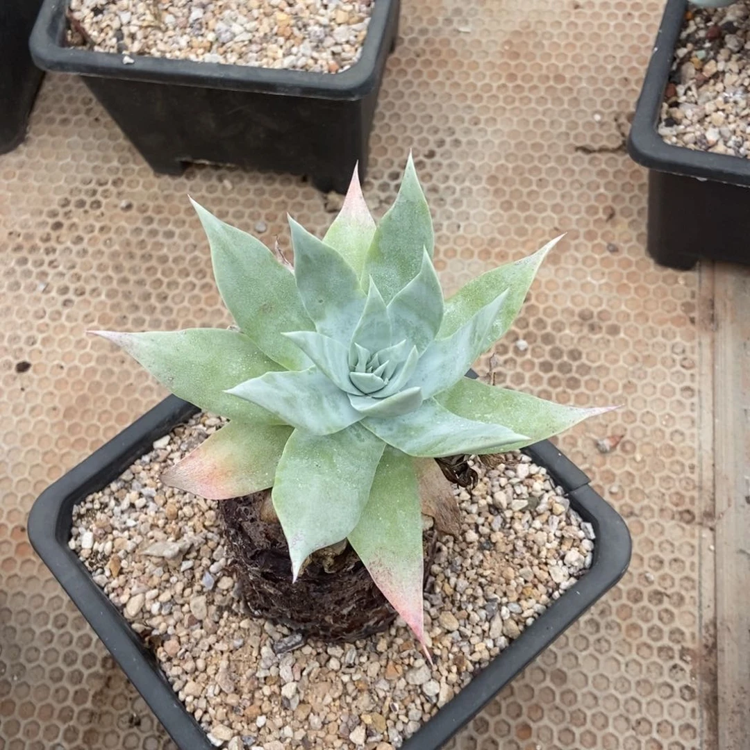 安东尼多肉植物了啦啦啦