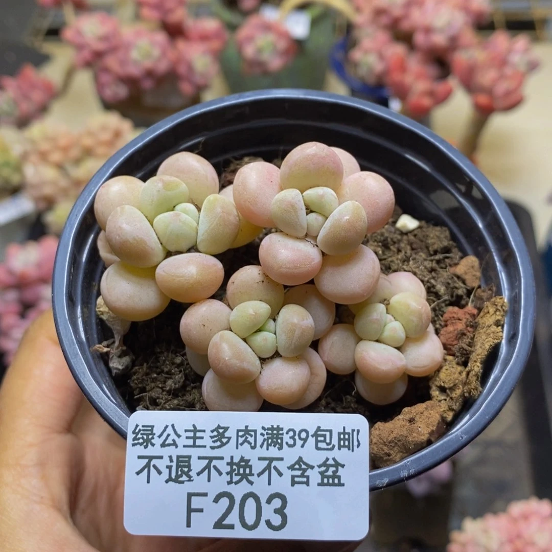 203萤火虫多肉4c m