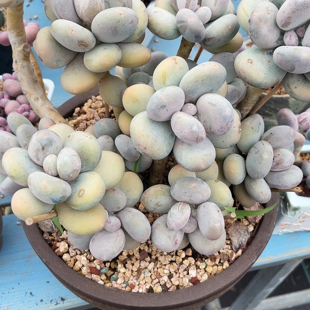 我的小可爱们都好可爱