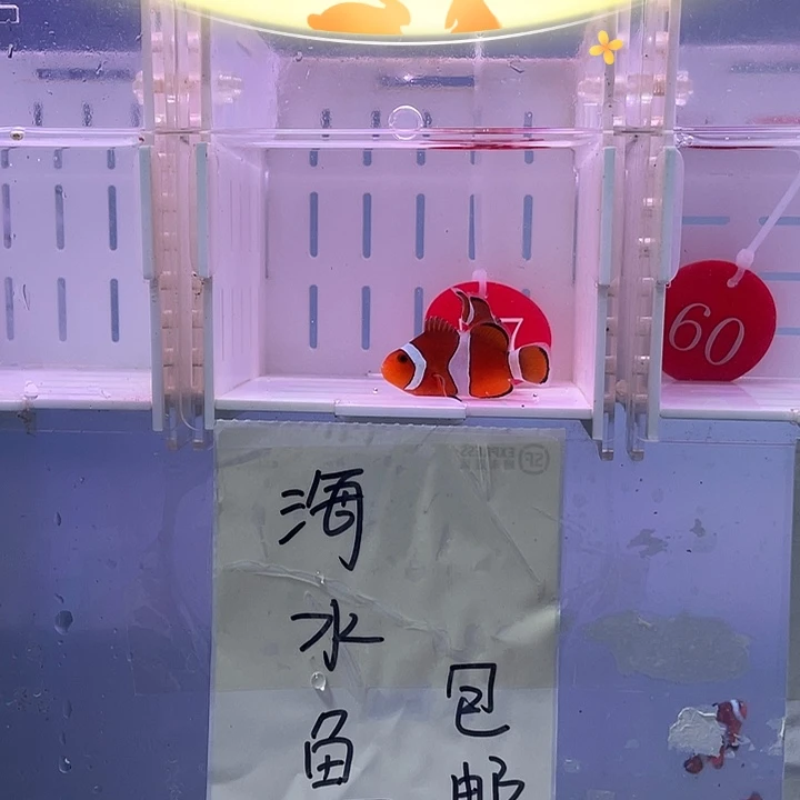 海水鱼精品黑边一对