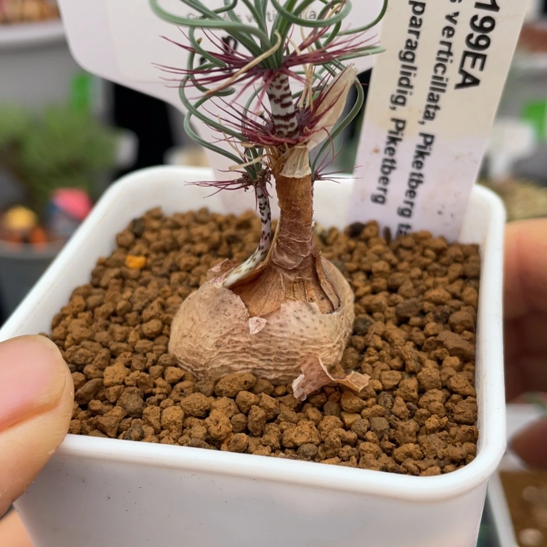 g 属 3 个头 弹簧草双鞘带盆发