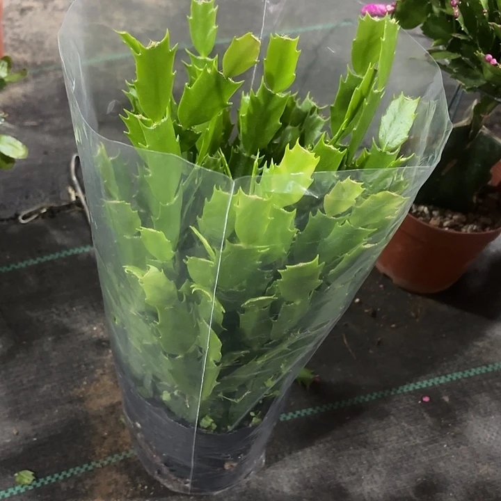 ****️当前无花栽培后可以开花