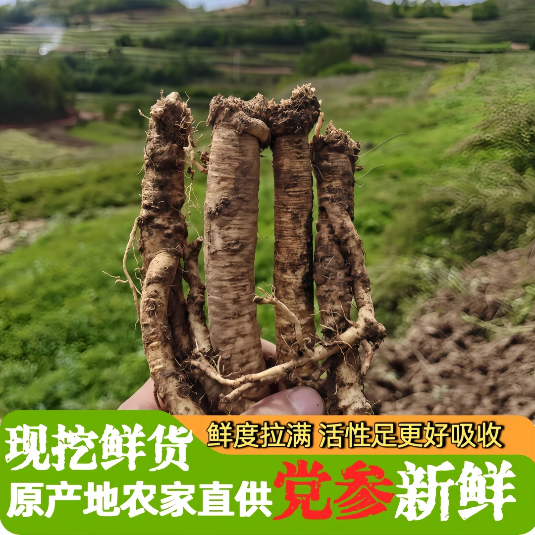 【新鲜党参】甘肃岷县农家党参自然生长煲汤炖汤产地直销现挖500g