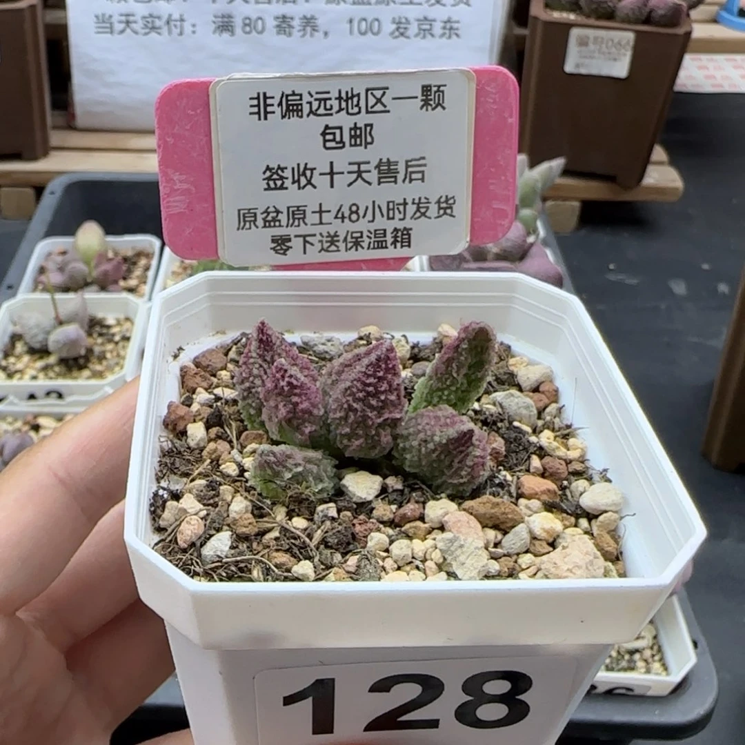 128苍龙多肉植物