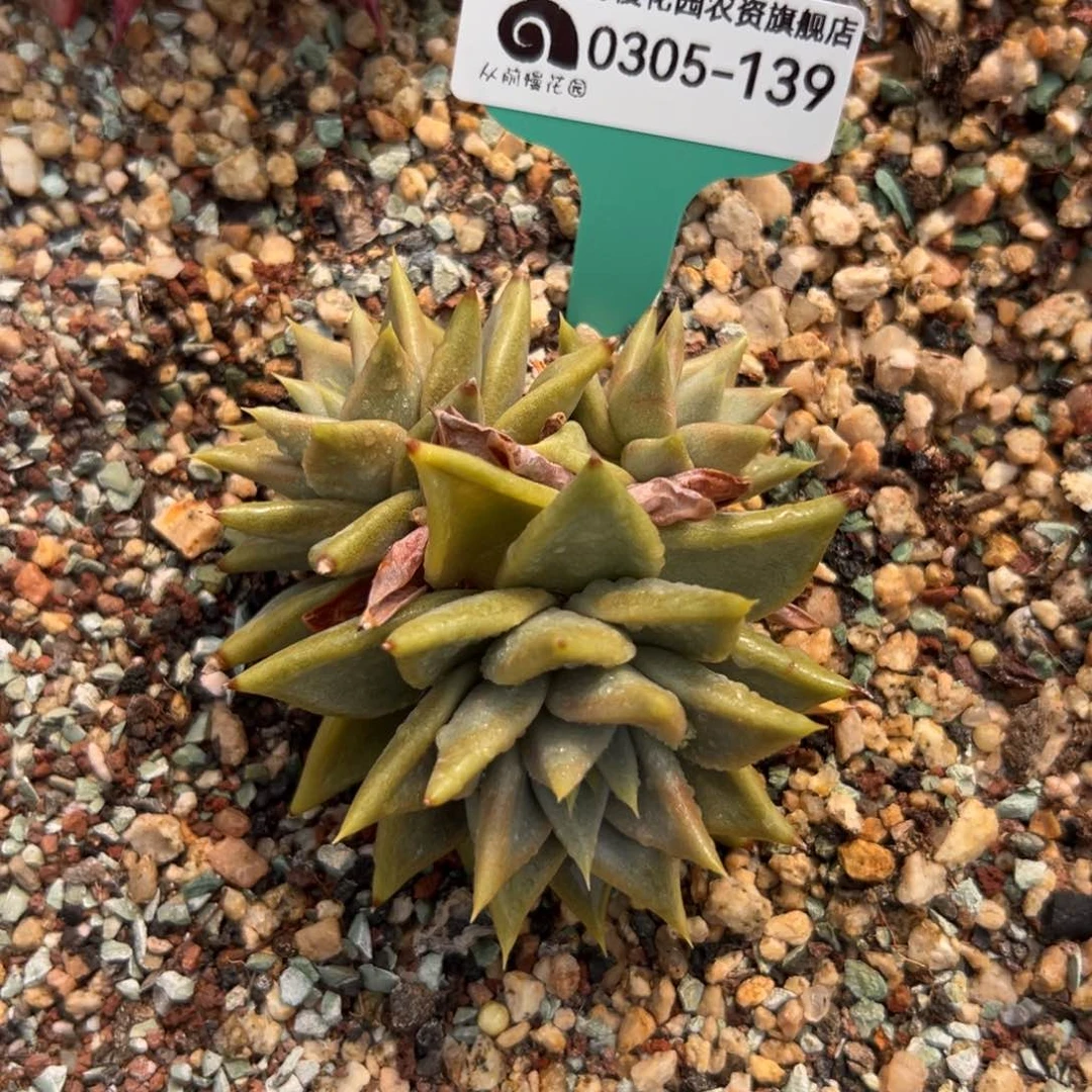 多肉一物一拍0305-139