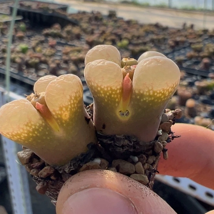 大型红风铃母本一物一拍