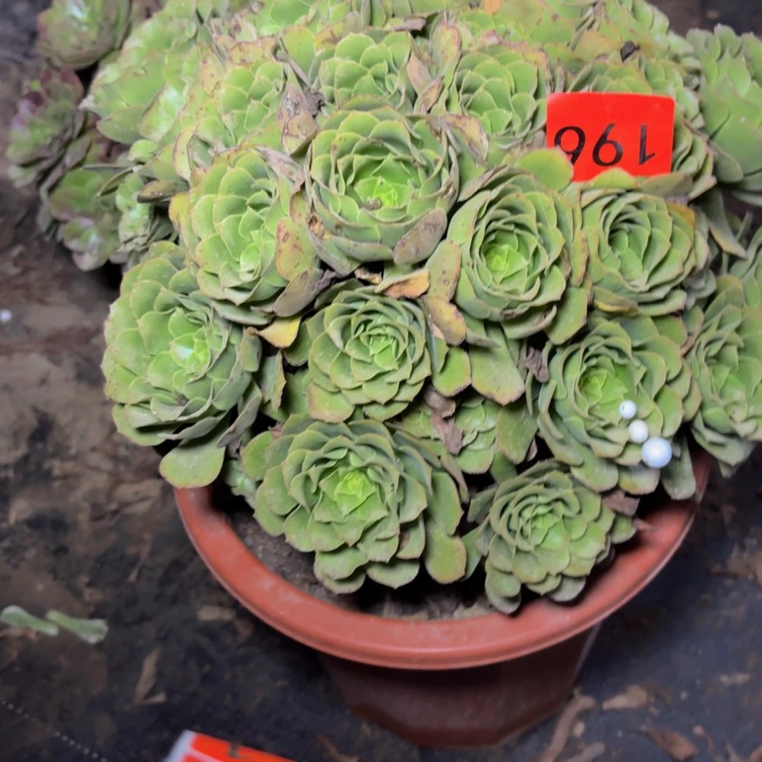 196多肉植物捧花的