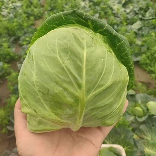 河南露天青甘蓝沙拉菜包菜3斤5斤