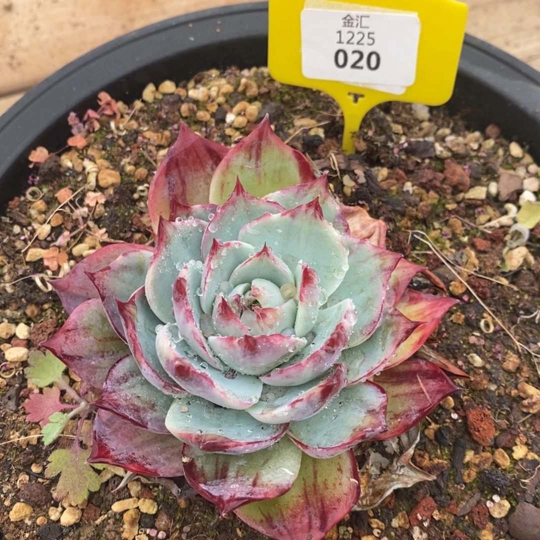 福利多多。1225020